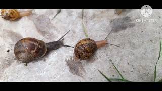 La Vida de Un Caracol 🐌 by Explora Conmigo 558 views 1 month ago 6 minutes, 28 seconds