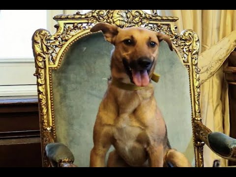Macri presenta a su perro sentado en la silla presidencial