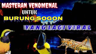 MASTERAN VENOMENAL UNTUK BURUNG SOGON YANG LAGI VIRAL