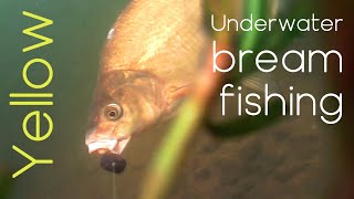 Yellow - Underwater bream fishing - Breamtime S5 E4