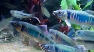 20160609 自殺式攻擊 平頜鱲日誌【Zacco platypus オイカワ Pale chub 平頜鱲 】