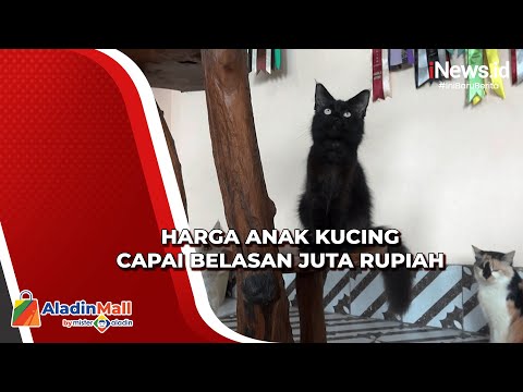 Video: Kucing dalam Pandangan: Maine Coon