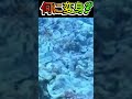 誰に変身?🐶 ダイバー恐がらせるには十分ではありますが 海のどこかで見たんかいタコさん #元動画たかがわつよし@tkgwtys#タコ変身