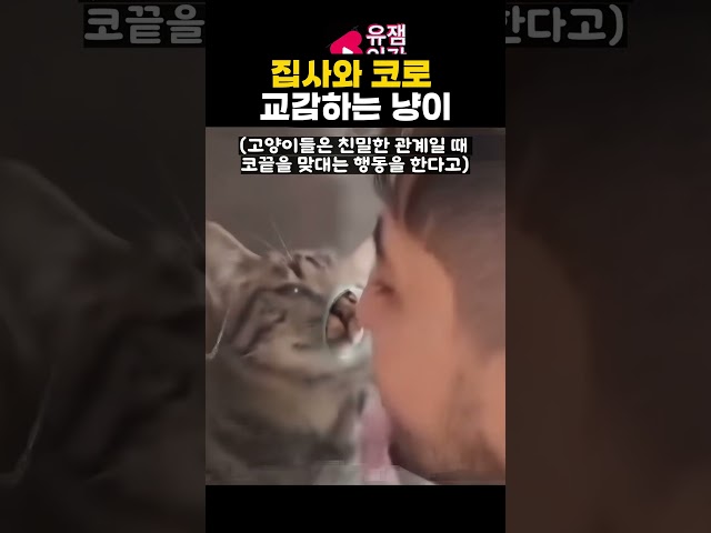 집사와 코로 교감하는 고양이