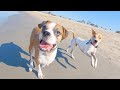 This homeless dogs reaction to seeing the ocean for the firs time will make your day!