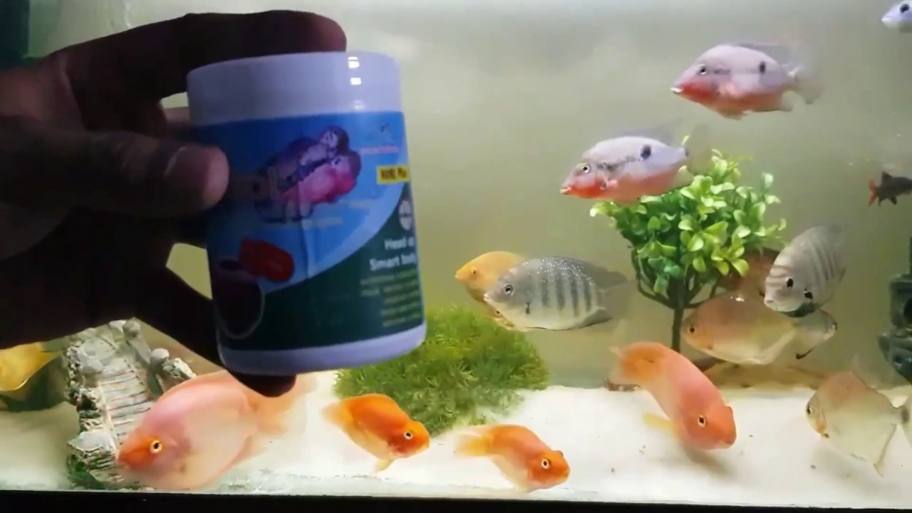 BEST FLOWERHORN FOOD FOR BIG HEAD . OKIKO PLATINUM . CZ AQUA MONSTER KOK YouTube
