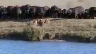 Быки прогоняют львов. (Невероятное видео)