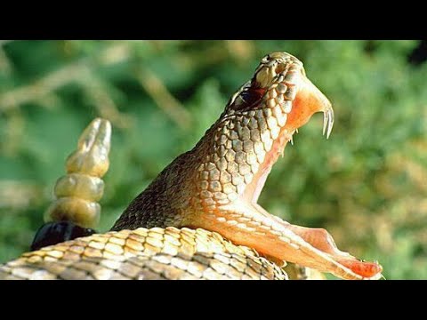 10 მომაკვდინებელი გველი --- 10 Смертельных Змей ( Europa)