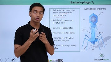 Class 11th – Virus - Bacteriophage T2 | Biological Classification | Tutorials Point