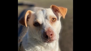 Using Counter-Conditioning and Desensitization to Help a Reactive Dog