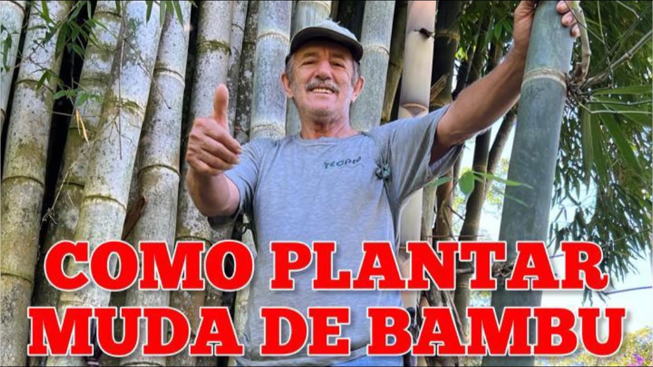 Fazendeiro Revelou 2 Técnicas para Plantar Muda de Bambu
