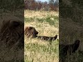 Grizzly with a foot itching @ Katmai National Park!