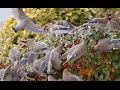 UNAH tendrá árboles frutales y diversas especies de aves