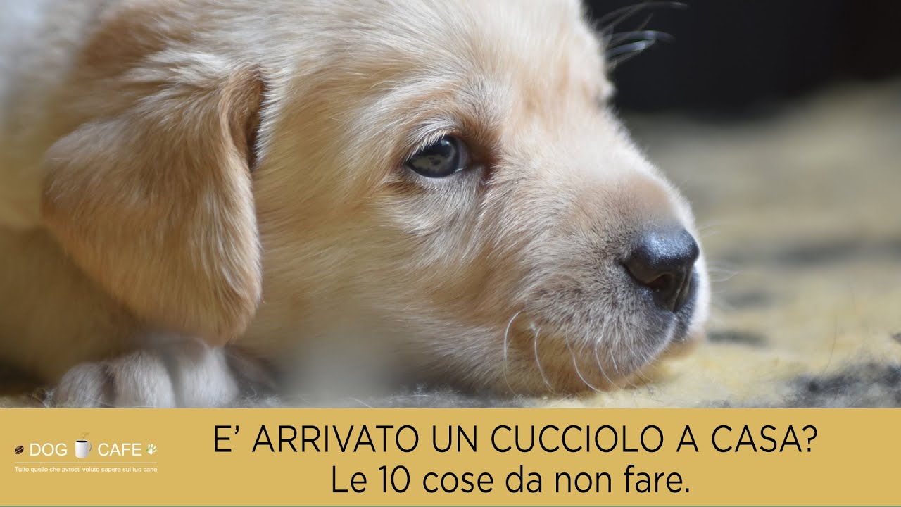 Come educare il cucciolo di cane - Cose di Casa