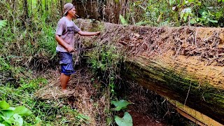 Finding rare wood that lasts hundreds of years!!  Kalimantan ironwood