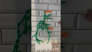 3D Lymph System Model
