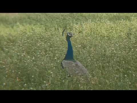 Peacock/Peafowl/Here Peacock is waiting for his Peahen❤️😍Shoot using Binocular ..