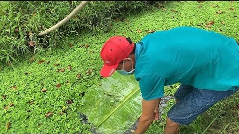 Giao Ốc Bươu Đen Giống Cho Khách Hàng Ở Kế Sách-Sóc Trăng | Liệt Vlog