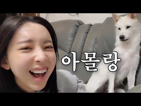 누가 누굴 놀아주는걸까? [시베리안허스키(Siberian husky,シベリアンハスキー), 시바견(Shibainu,柴犬), 믹스견백설]