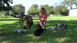 Our toy & mini Aussie puppies are very well socialized. Come see for yourself. Lindsey’s Aussies.