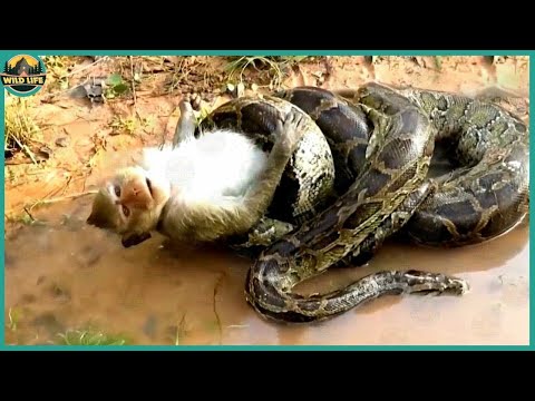 The Most Savage Moments Of Pythons Hunting And Eating Animals Alive