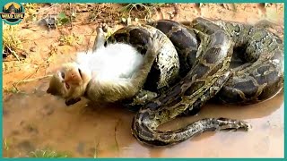 The Most Savage Moments Of Pythons Hunting And Eating Animals Alive