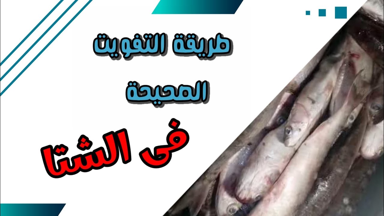 طريقة التفويت الصحيحة للفسيخ فى الشتا من الألف إلى الياء ❗ازاى تعرف ان السمك اتفوت وجاهز للتمليح
