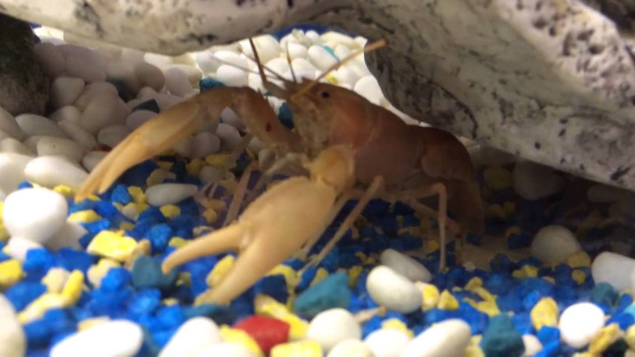 Tangerine Lobster For Sale! YouTube