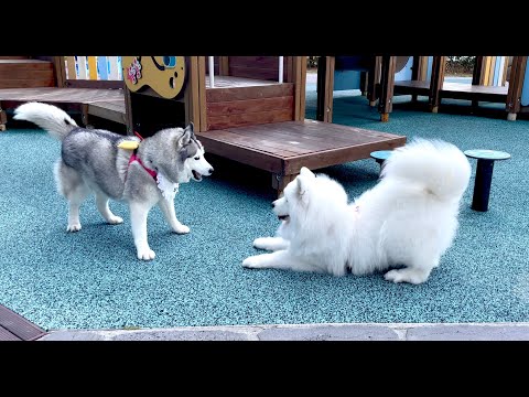 When an extreme introvert dog meets an extreme extrovert dog