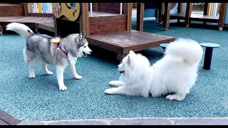 When an extreme introvert dog meets an extreme extrovert dog