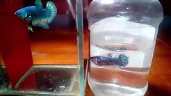 koleksi cara ternak ikan cupang rar | tutorial bisnis