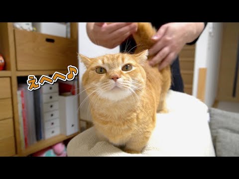 もふればもふるほどモフモフになる猫に要注意！？