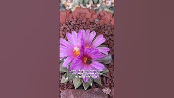 Thumbnail of How to make cactus seed to reproduce your cacti 🌵