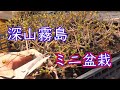 深山霧島のミニ盆栽