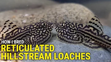 How I Bred Reticulated Hillstream Loaches at Home