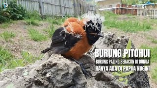 Pitohui - Satu Satunya Burung Paling Beracun Didunia, Hanya Ada Di Papua Nugini
