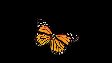 فراشه للمونتاج تصاميم أنميشن للعروض Butterfly Animations 