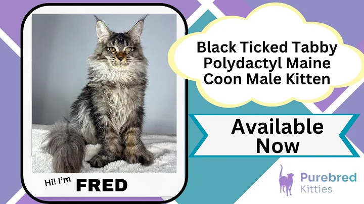 Watch the video about Fred Black Ticked Tabby Polydactyl Maine Coon Male Kitten Available Now | Purebred Kitties