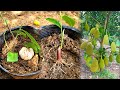 Reproduction of jackfruit with aloe vera &amp; garlic|  How to grow jackals