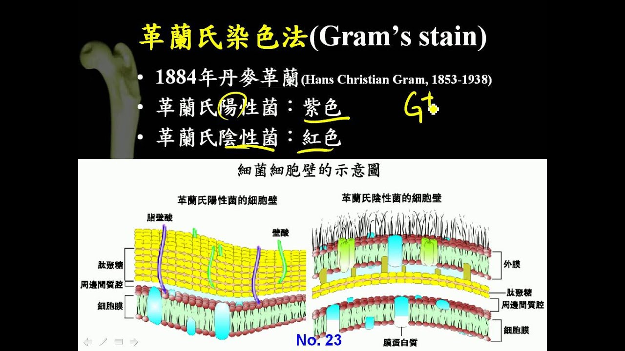 10 1 13革蘭氏染色法三捷0 Youtube