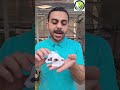 زراعة التوت من البذور زراعة الأسطح  فلسطين  مصر اكسبلور