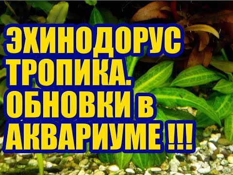 Эхинодорус мелкоцветный Тропика – ОБНОВКИ в АКВАРИУМЕ. Аквариумные растения