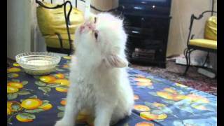 Cute Persian kitten wants milk so bad ! by Soheil Ta 8,313 views 12 years ago 1 minute, 21 seconds