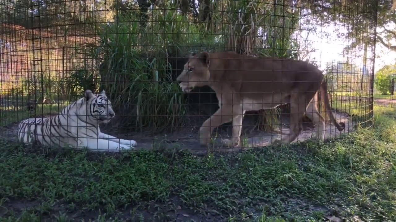 cheetah running speed Q&A at Big Cat Rescue- Follow along as Keeper Brittany shows you many of the Lions, Tigers, Leopard
