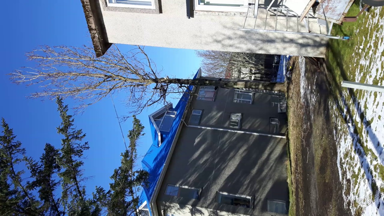 Trjáfelling á Laugateig