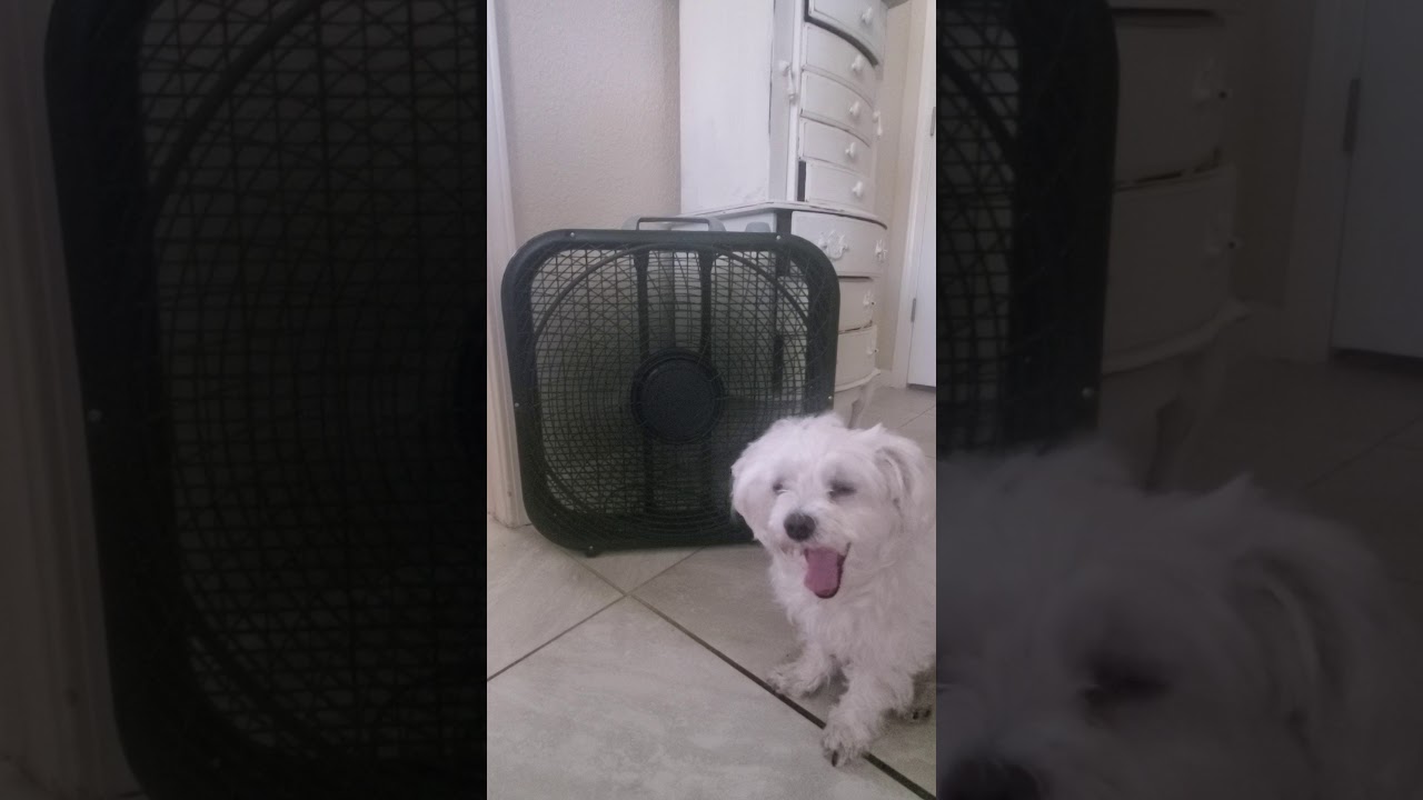 My biggest Fan DOG 6 YouTube