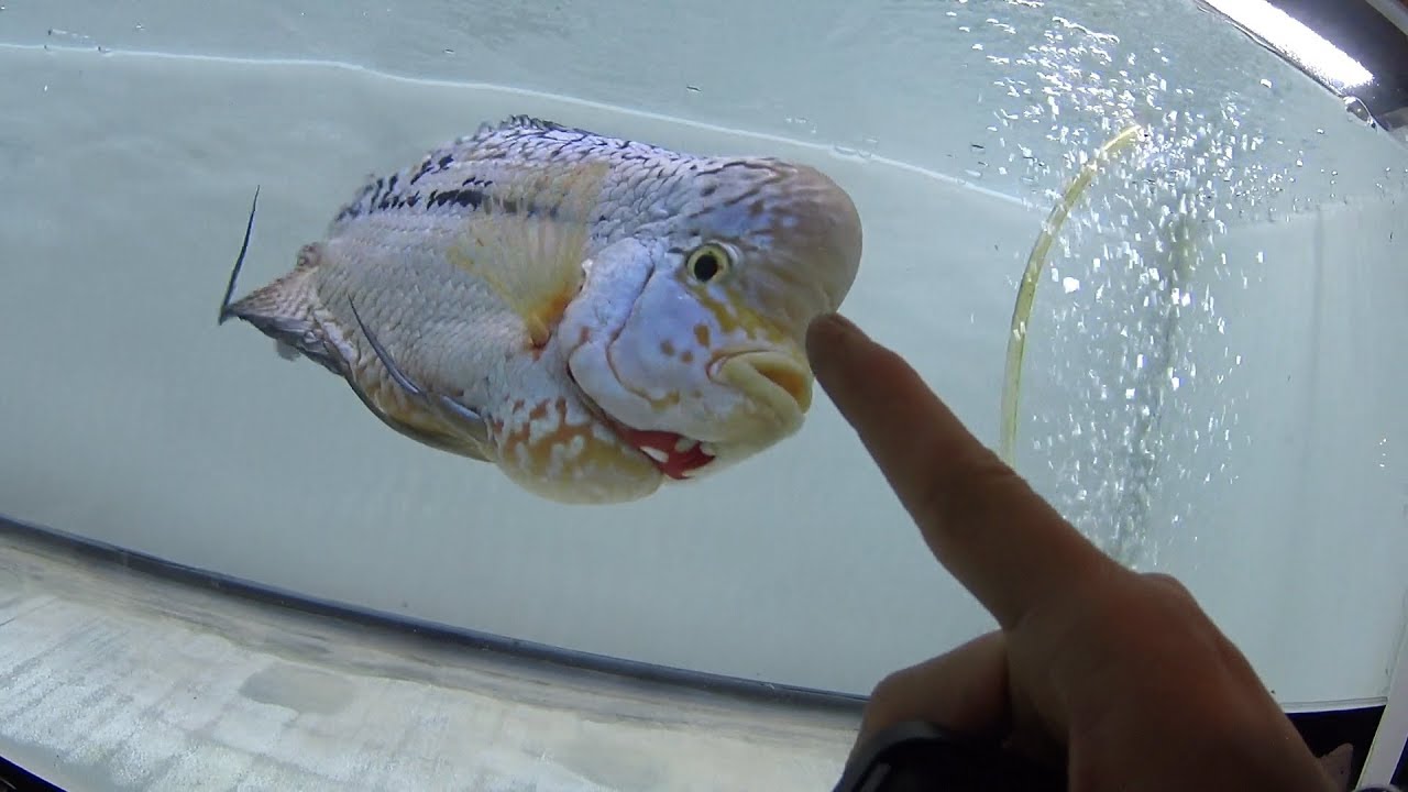 Gran torneo de Pez Flower Horn (Mario Blogs)