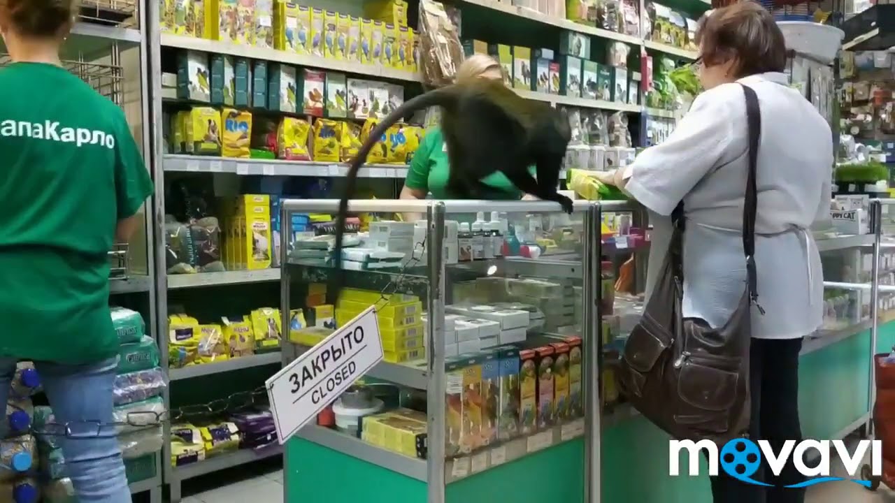Зоомагазин Папа Карло Интернет Магазин