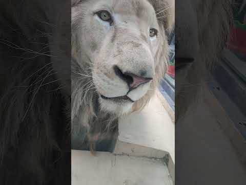 聖月 ホワイトライオン 白獅子 セラムくん White Lion 沖縄こどもの国 Okinawa Zoo Museum 2111 Youtube