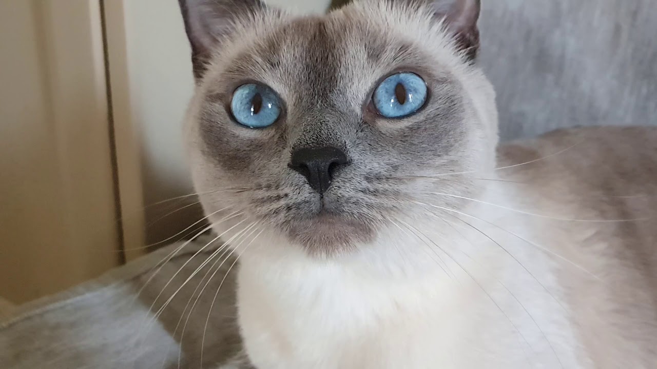 Котоблог дзен